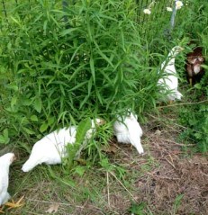 Chickens in the brush